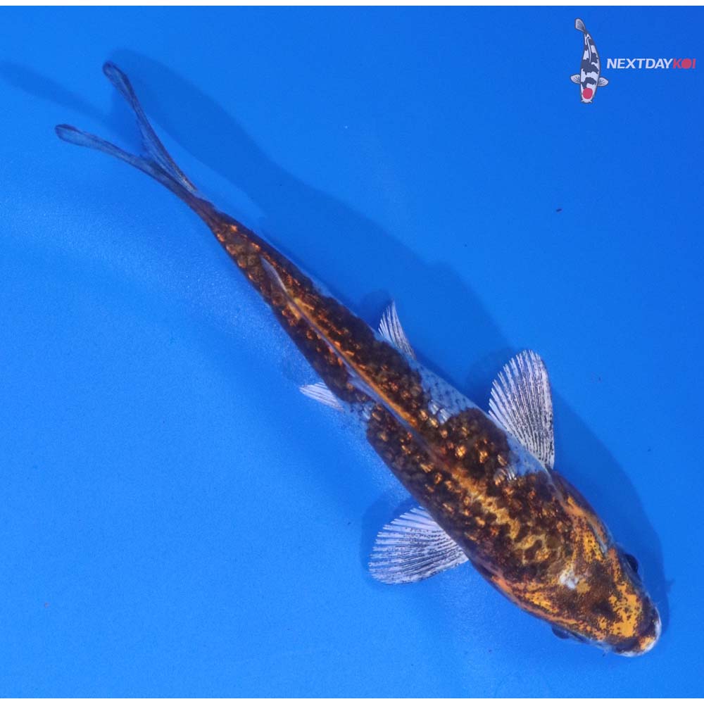 3.5” Imported Gin Rin Kujaku