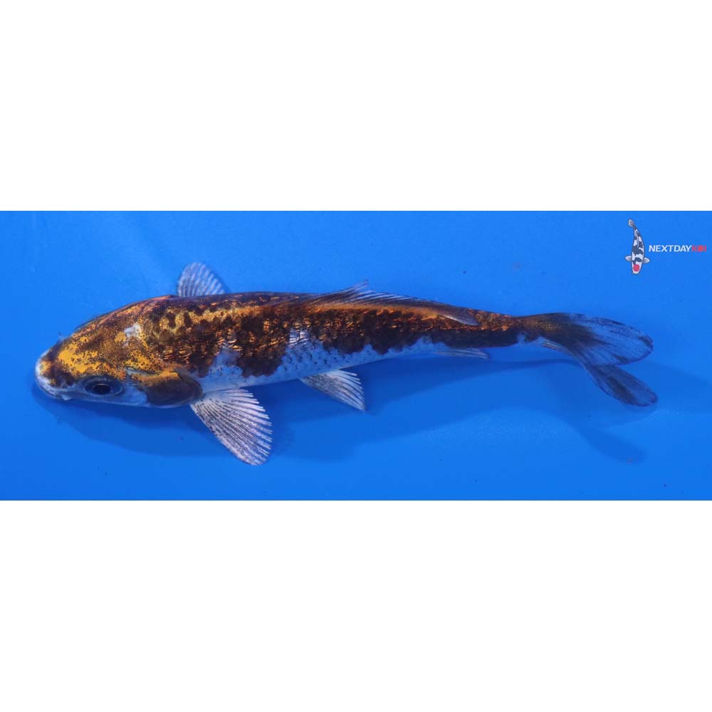 3.5” Imported Gin Rin Kujaku