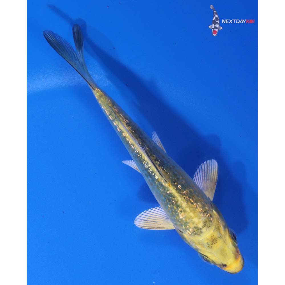 4” Imported Gin Rin Ki Matsuba