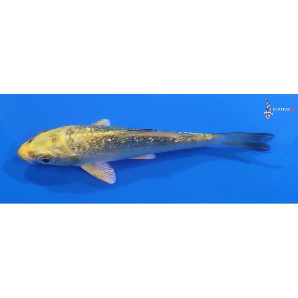 4” Imported Gin Rin Ki Matsuba