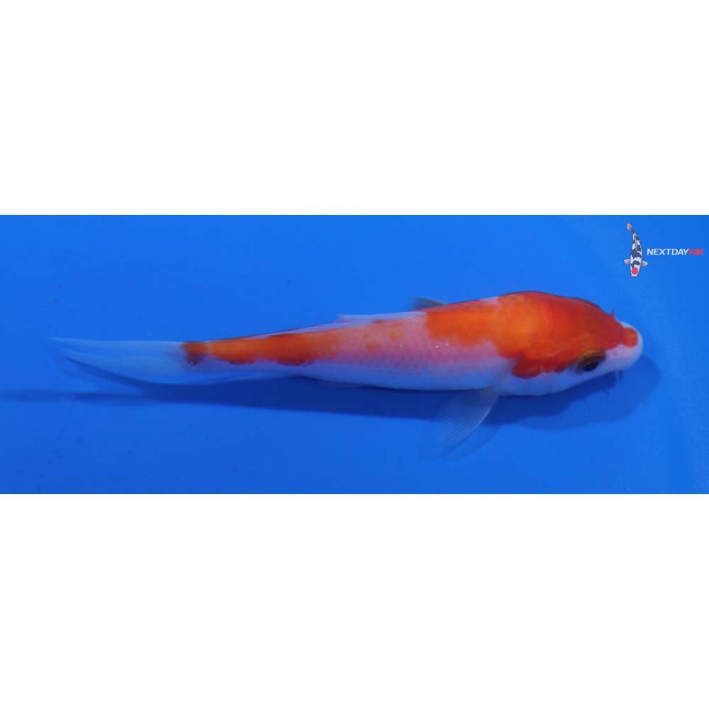 3.5” Imported Kohaku