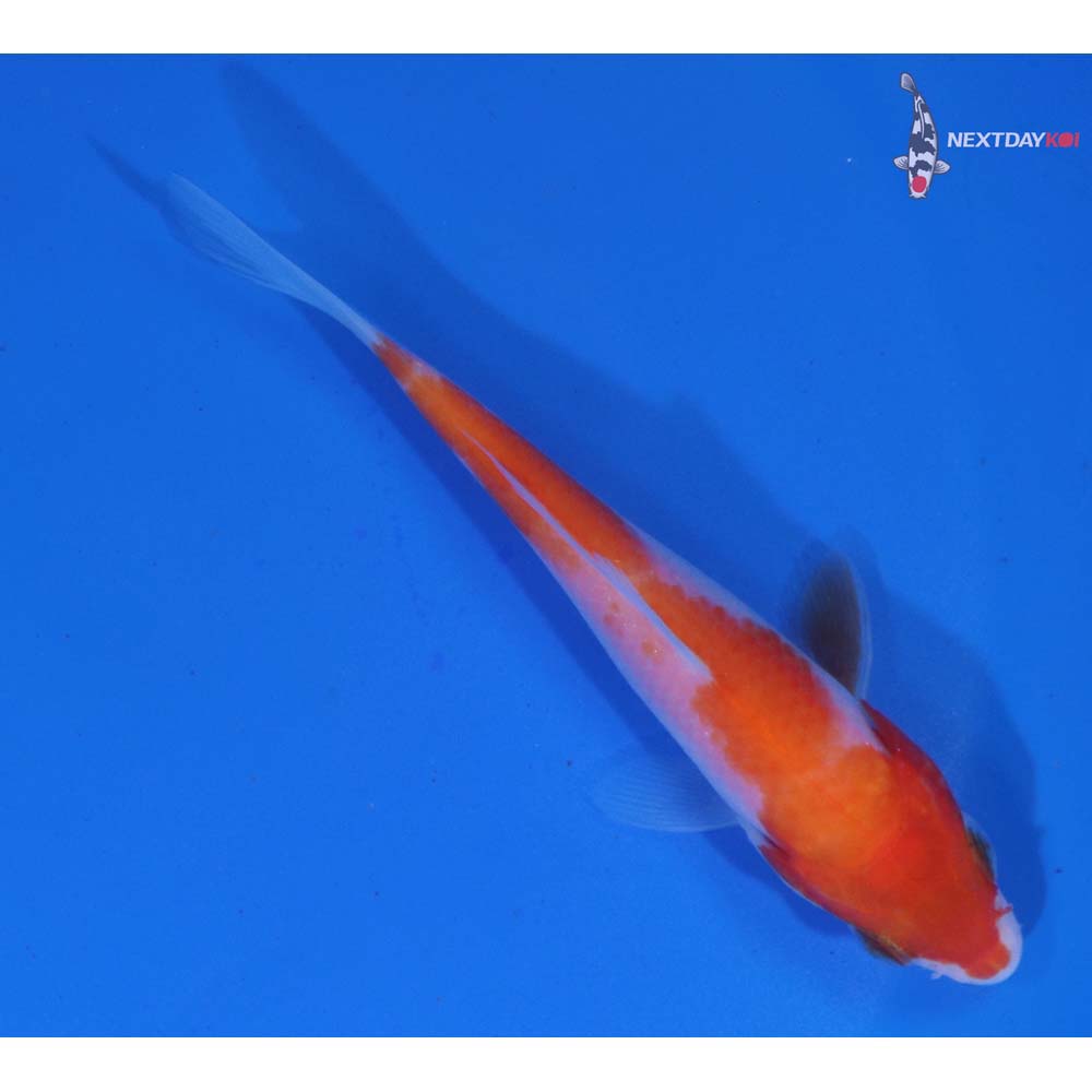 3.5” Imported Kohaku