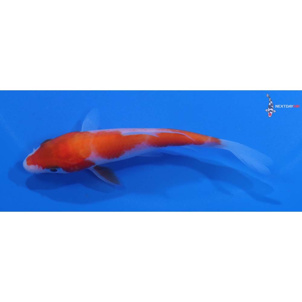 3.5” Imported Kohaku