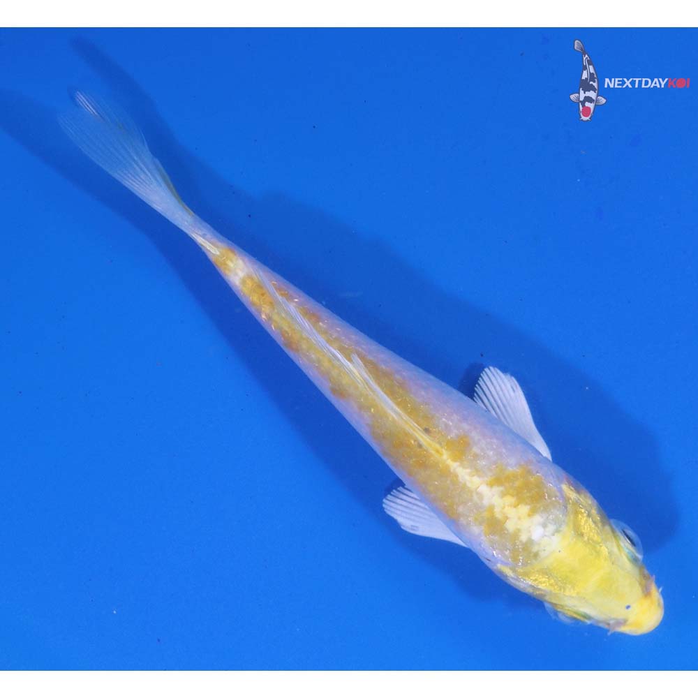4” Imported Lemon Hariwake