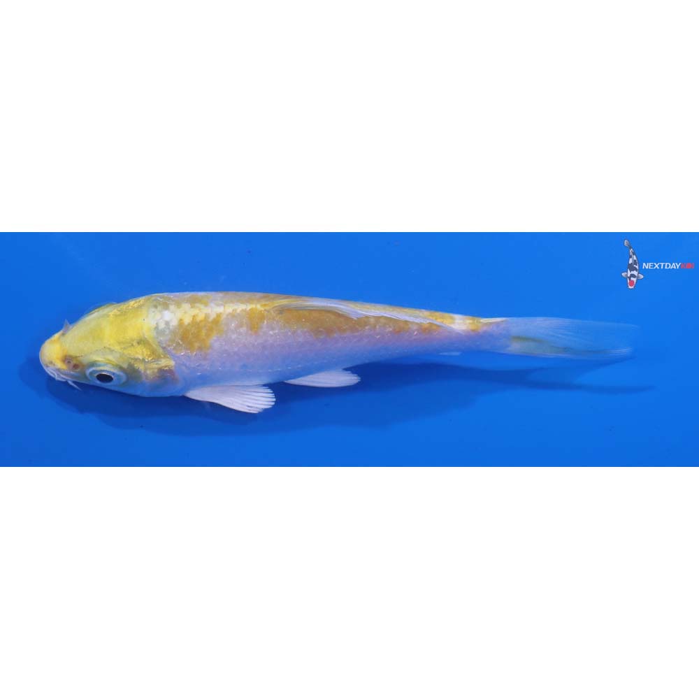 4” Imported Lemon Hariwake