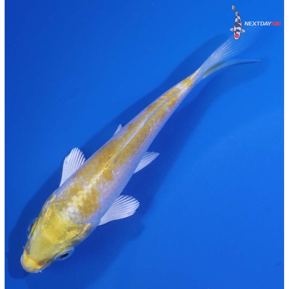 4” Imported Lemon Hariwake