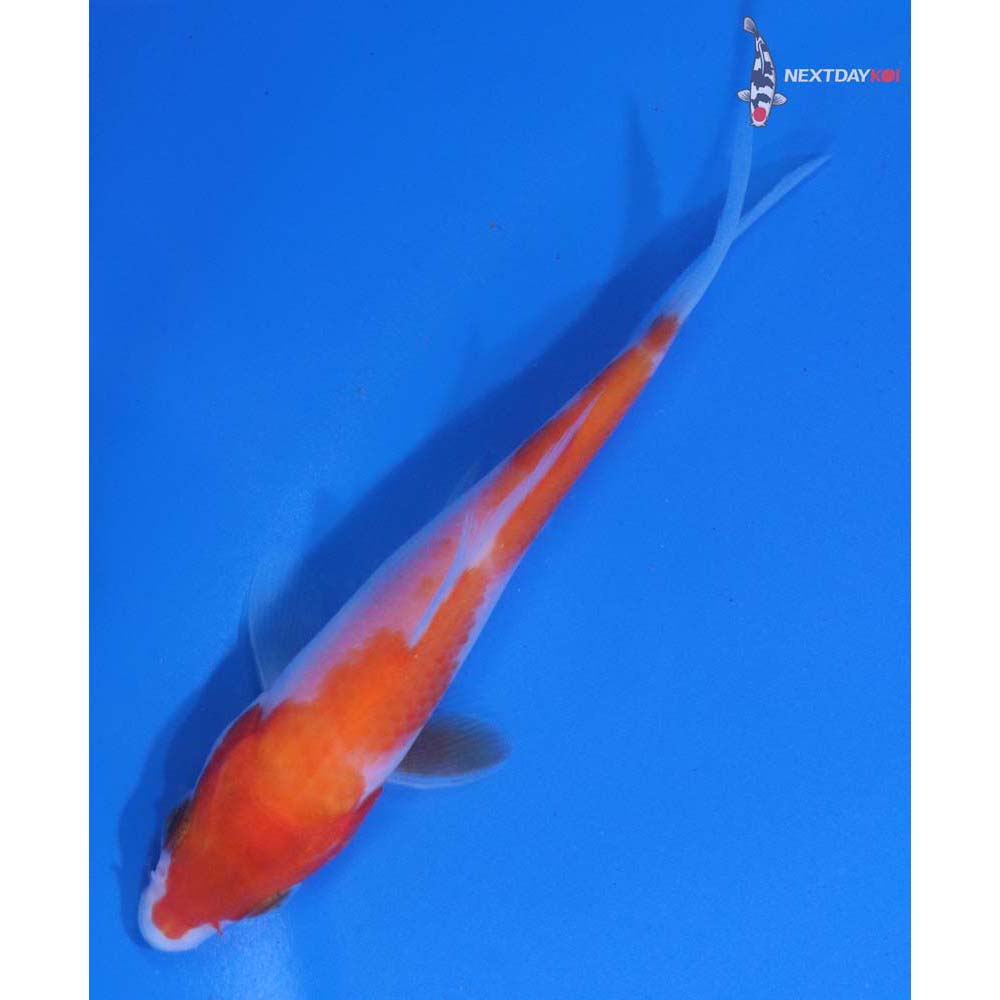3.5” Imported Kohaku
