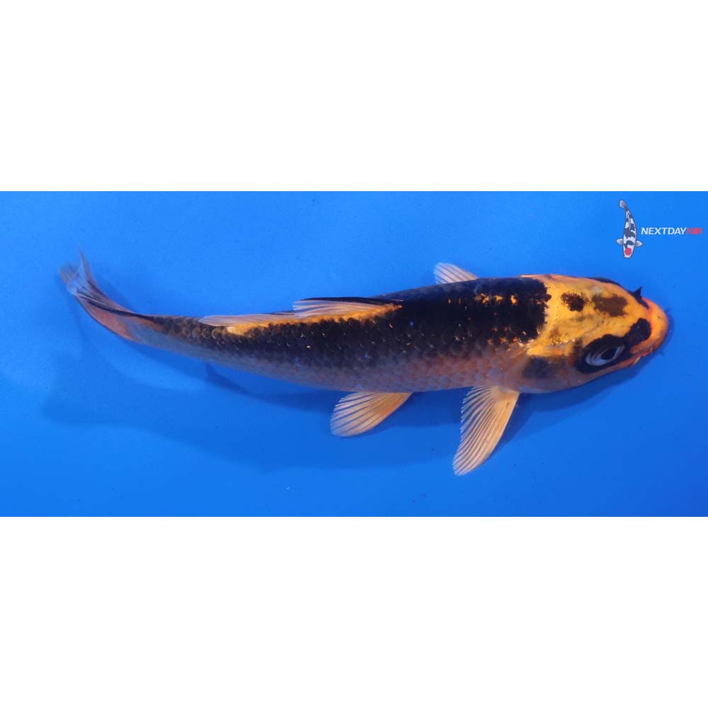 5” Imported Orenji Matsuba
