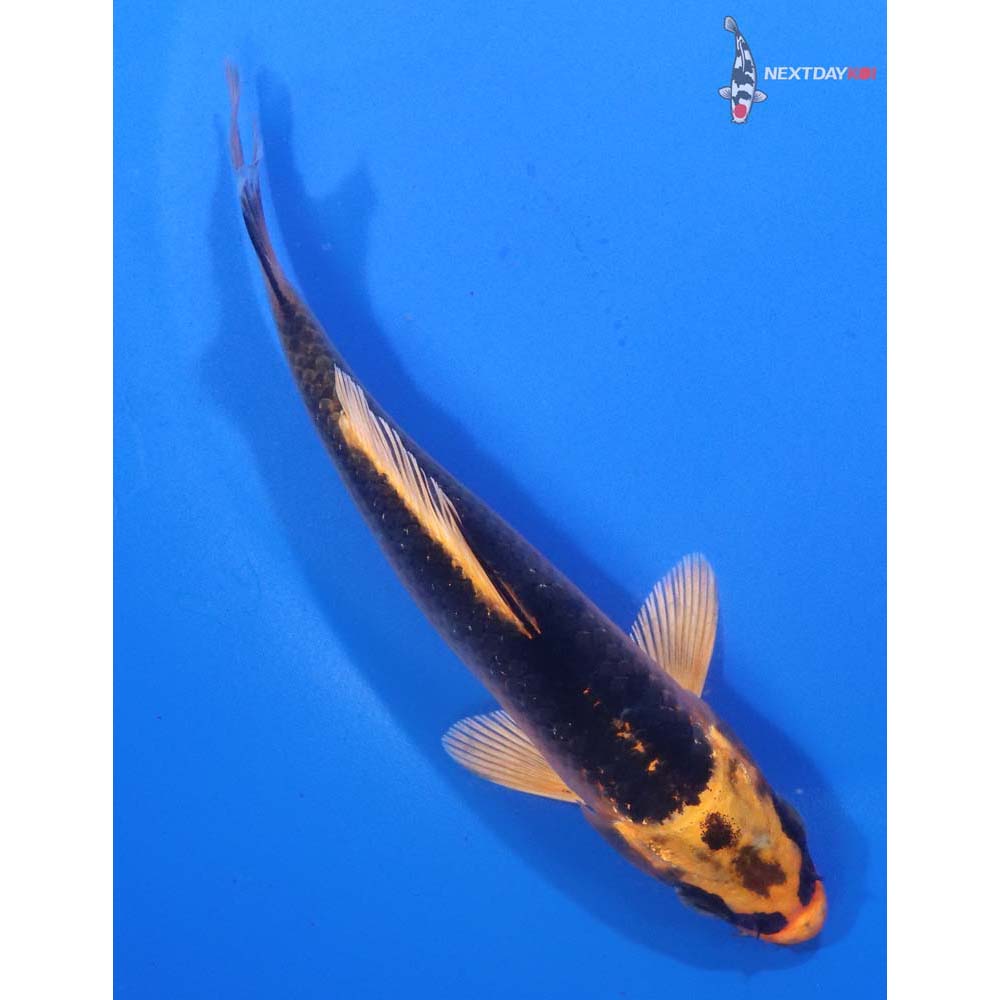5” Imported Orenji Matsuba