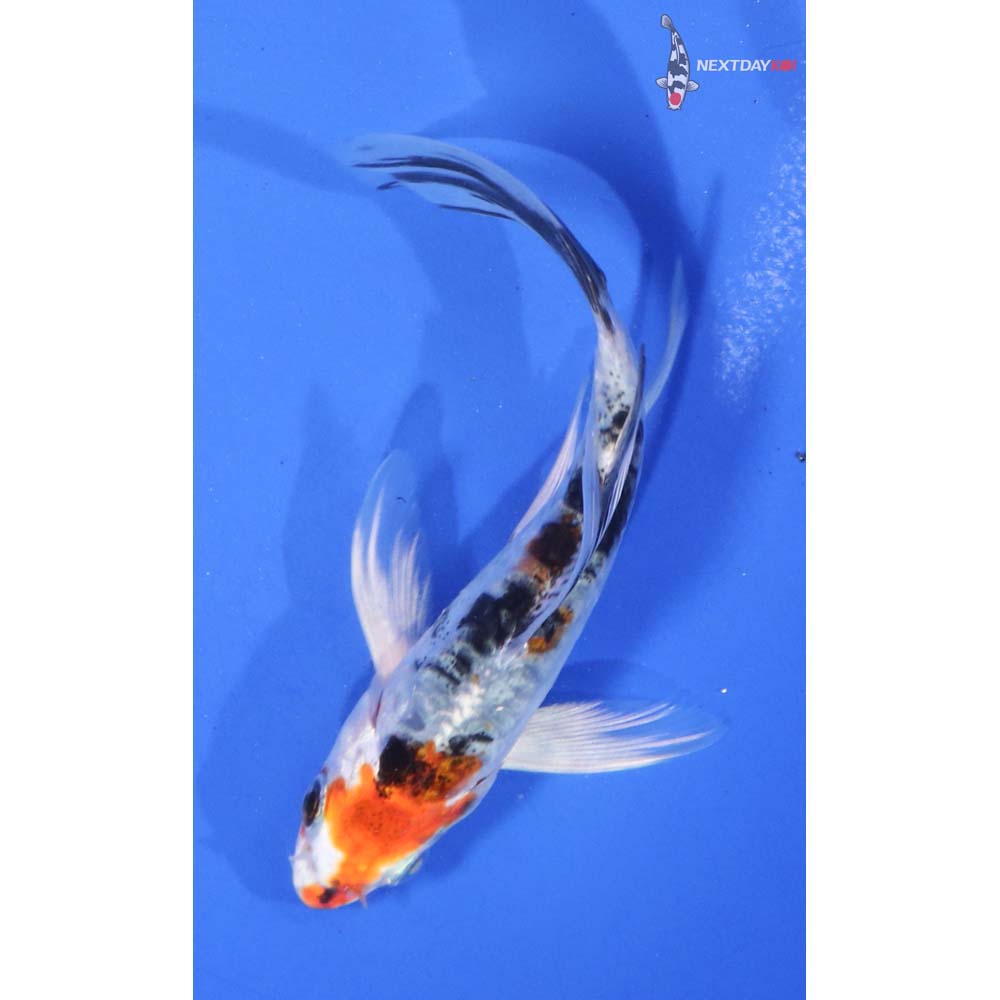 4.5” Imported Heisei Nishiki Butterfly Koi