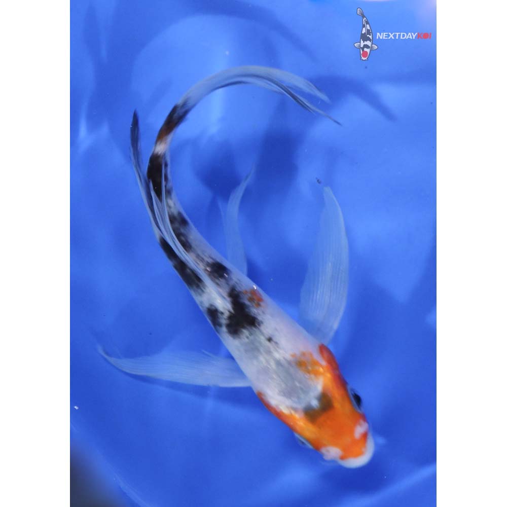 5” Imported Sanke Butterfly Koi