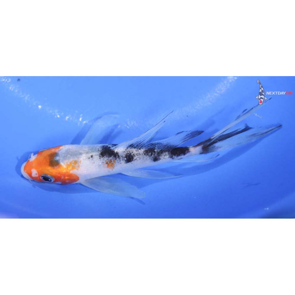 5” Imported Sanke Butterfly Koi