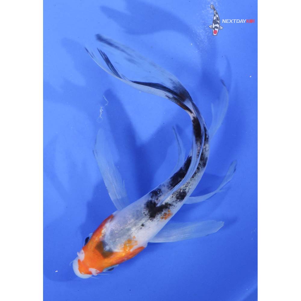 5” Imported Sanke Butterfly Koi