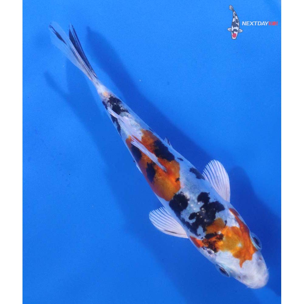 4.5” Imported Heisei Nishiki