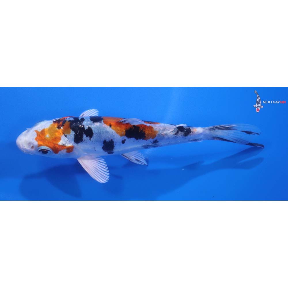4.5” Imported Heisei Nishiki