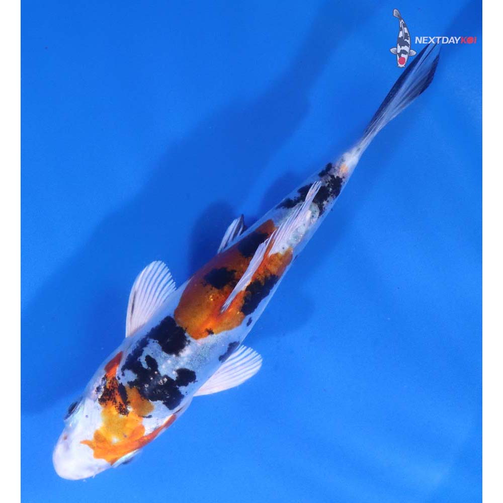 4.5” Imported Heisei Nishiki