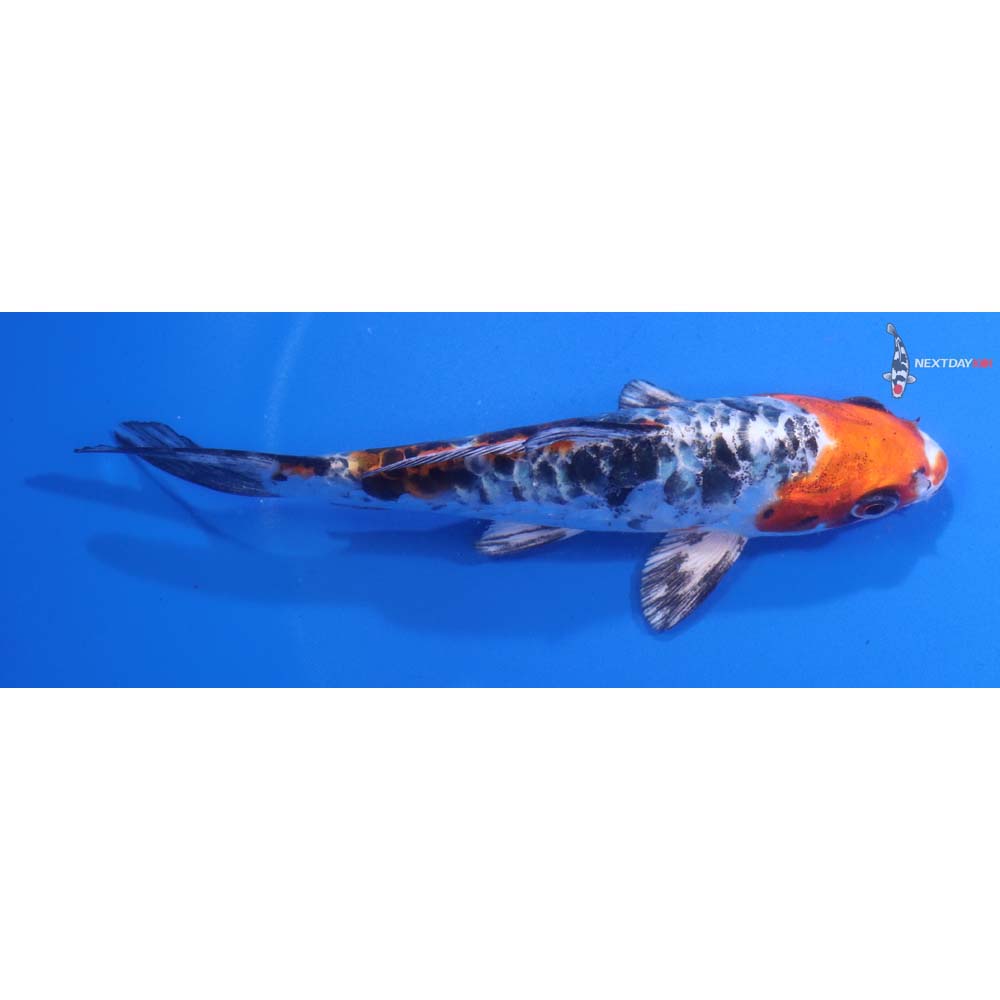 5” Imported Armor Scaled Yamato Nishiki