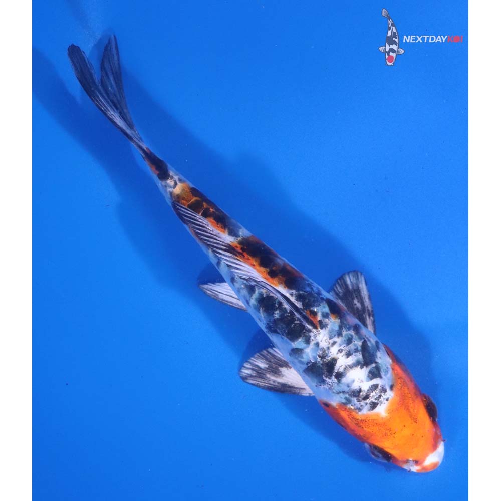 5” Imported Armor Scaled Yamato Nishiki