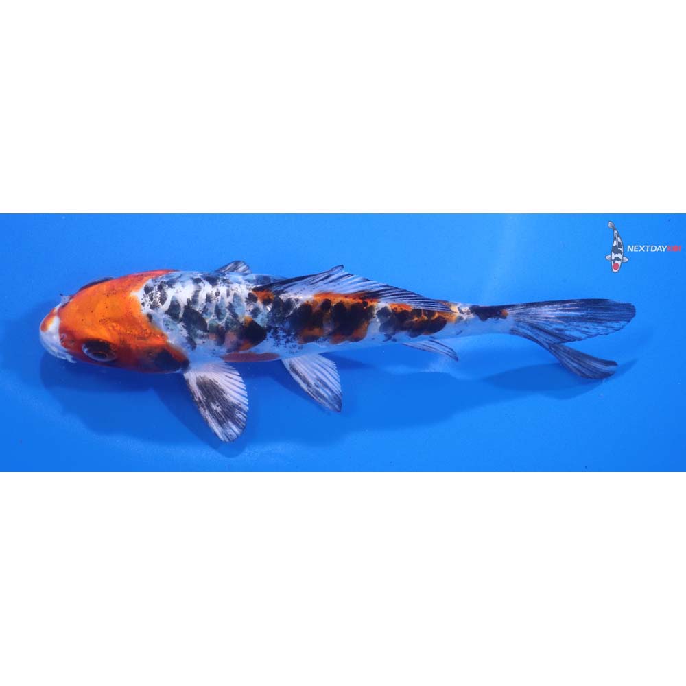 5” Imported Armor Scaled Yamato Nishiki