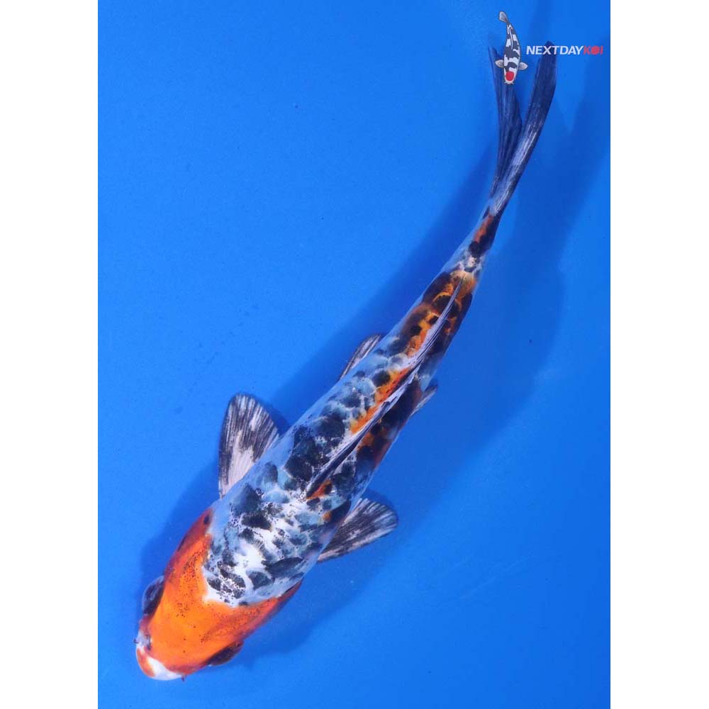 5” Imported Armor Scaled Yamato Nishiki