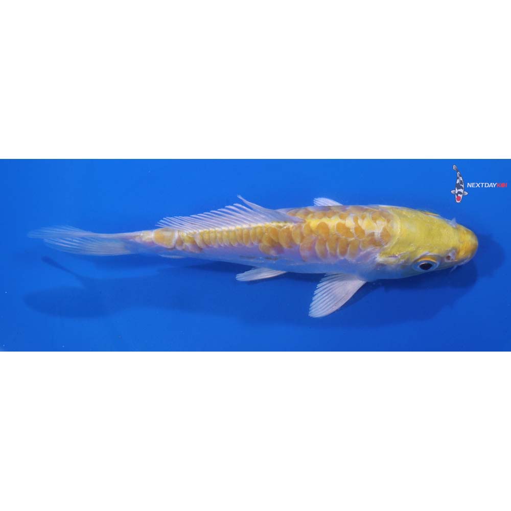 5” Imported Armor Scaled Lemon Hariwake