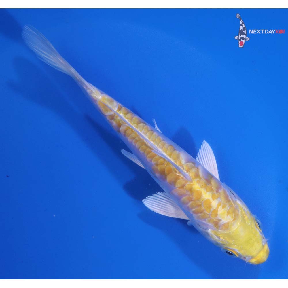 5” Imported Armor Scaled Lemon Hariwake
