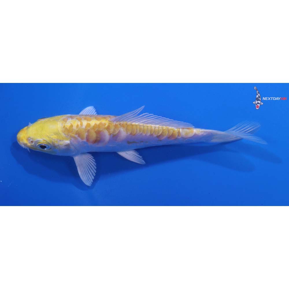 5” Imported Armor Scaled Lemon Hariwake