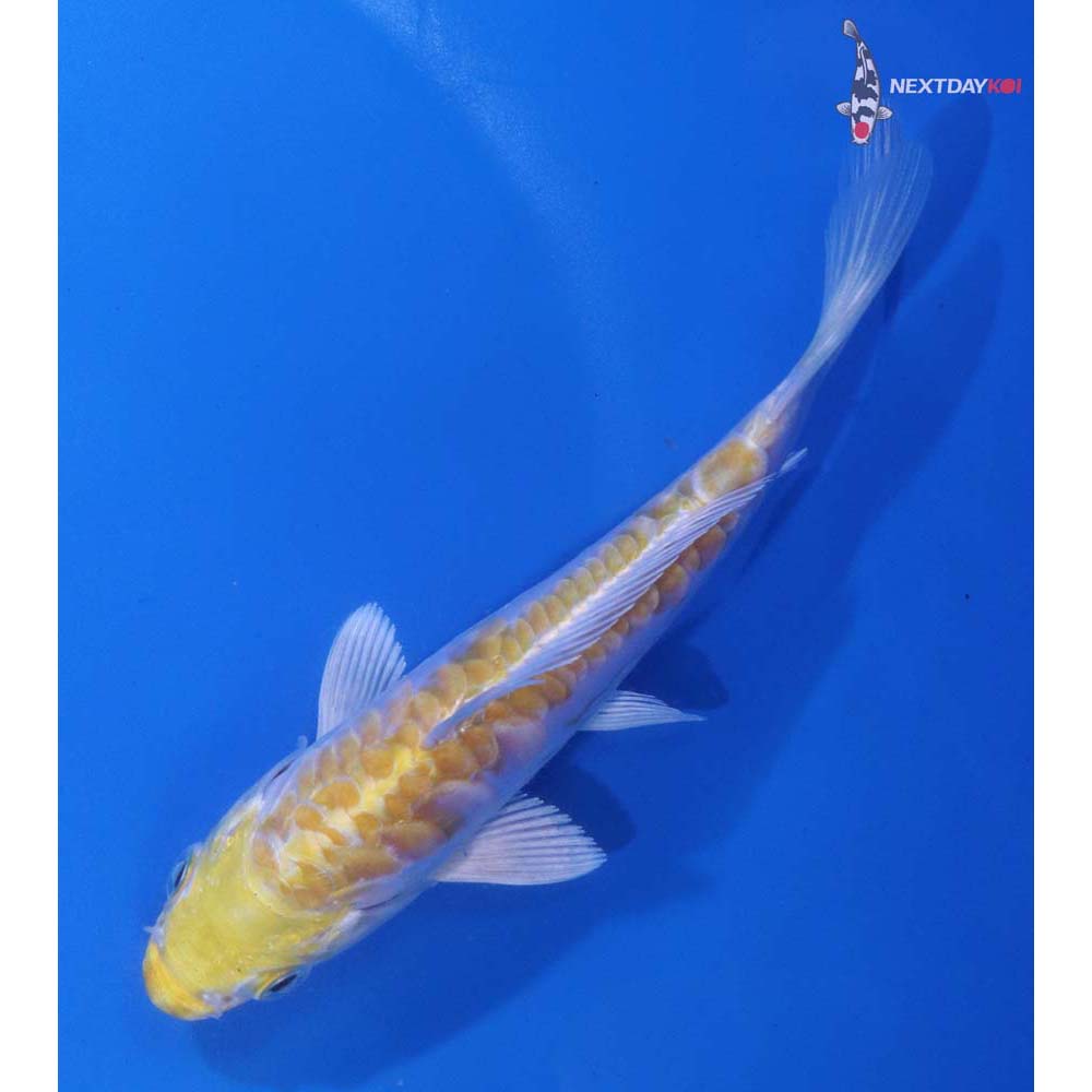 5” Imported Armor Scaled Lemon Hariwake