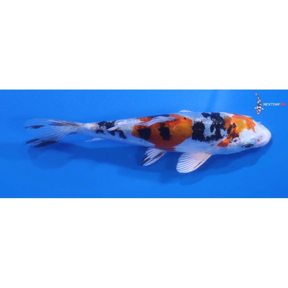 4.5” Imported Heisei Nishiki