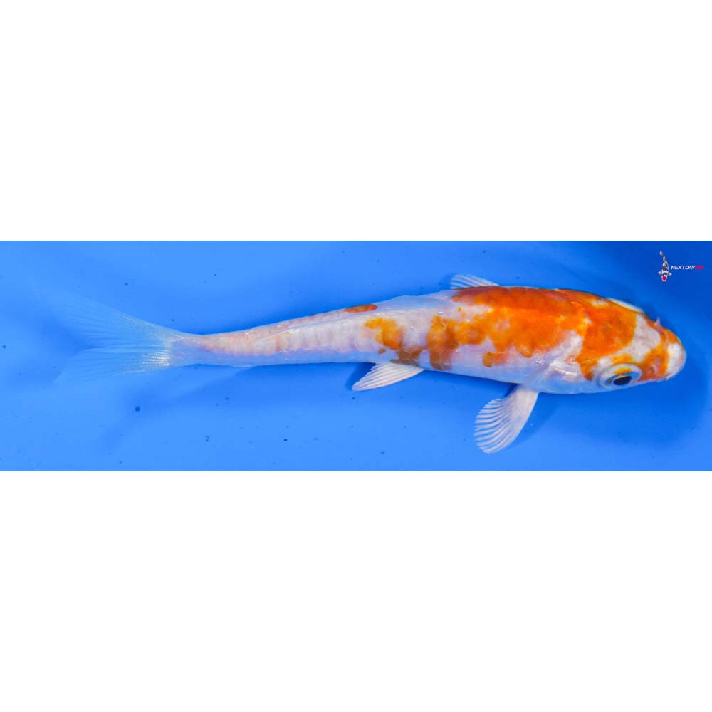 4” Imported Kikusui