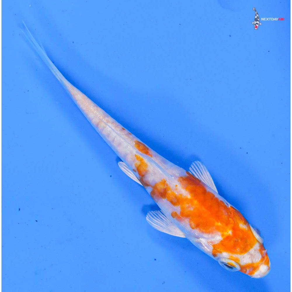 4” Imported Kikusui