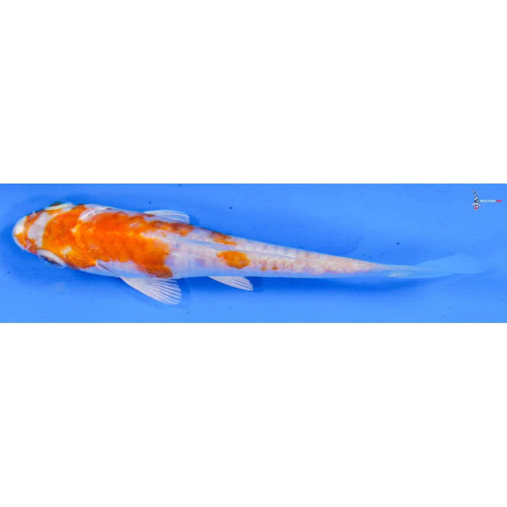 4” Imported Kikusui