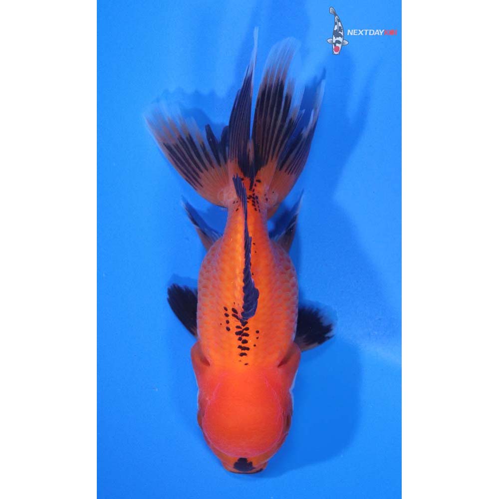 4” Imported Tri Color Oranda