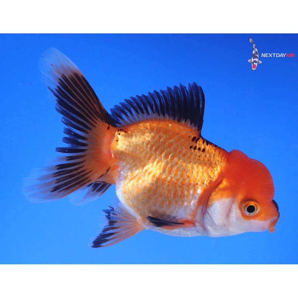 4” Imported Tri Color Oranda