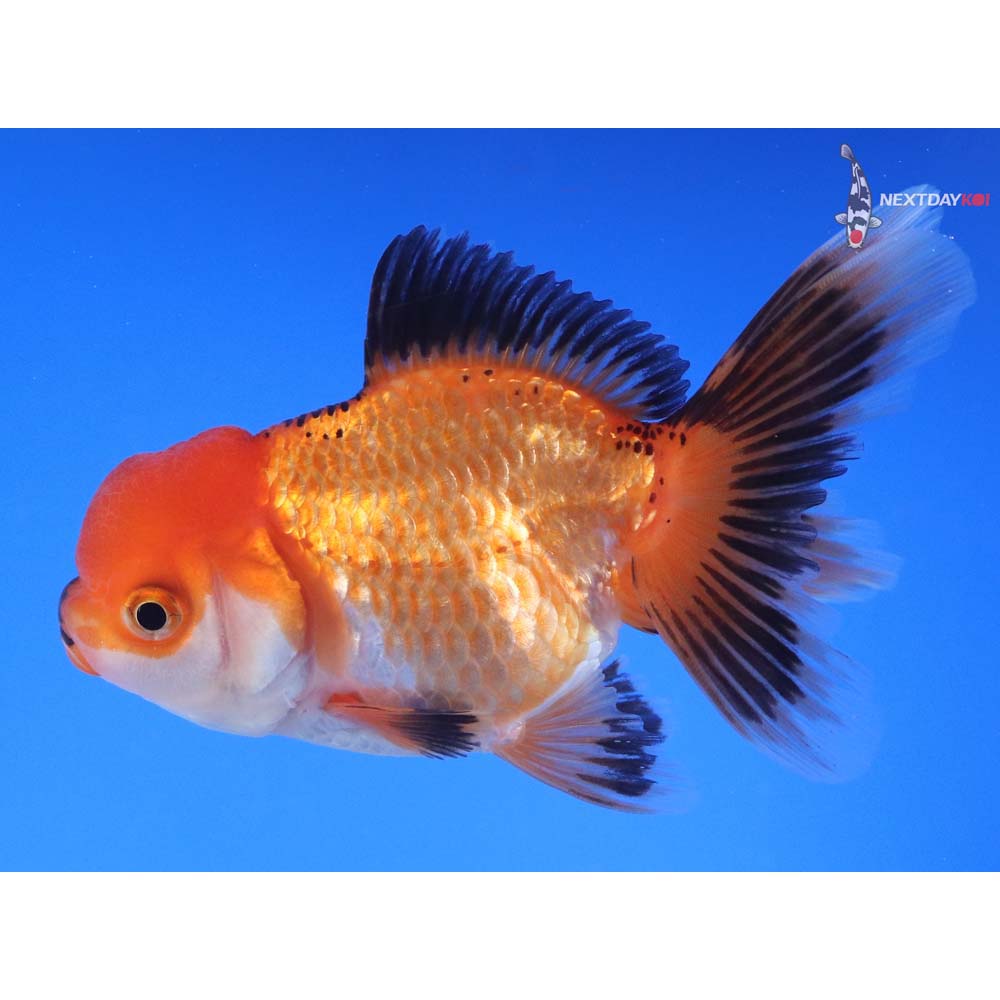 4” Imported Tri Color Oranda