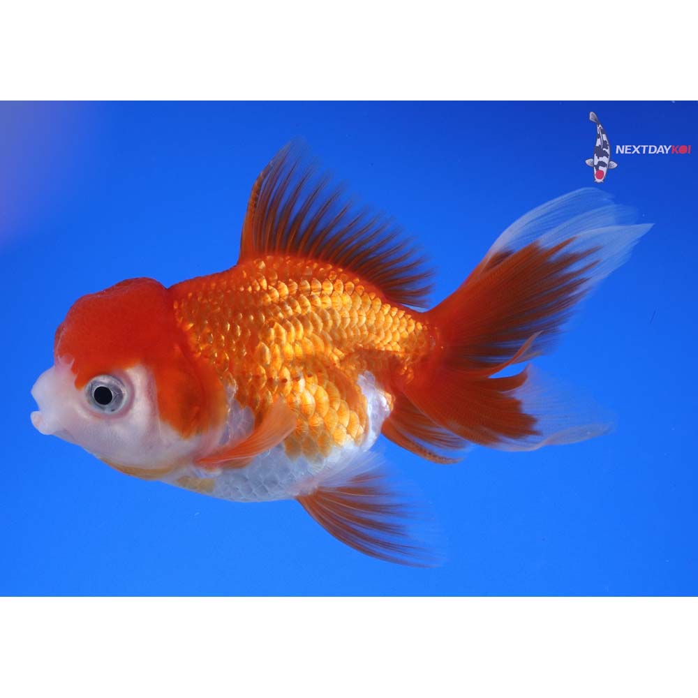 4” Imported Red and White Oranda