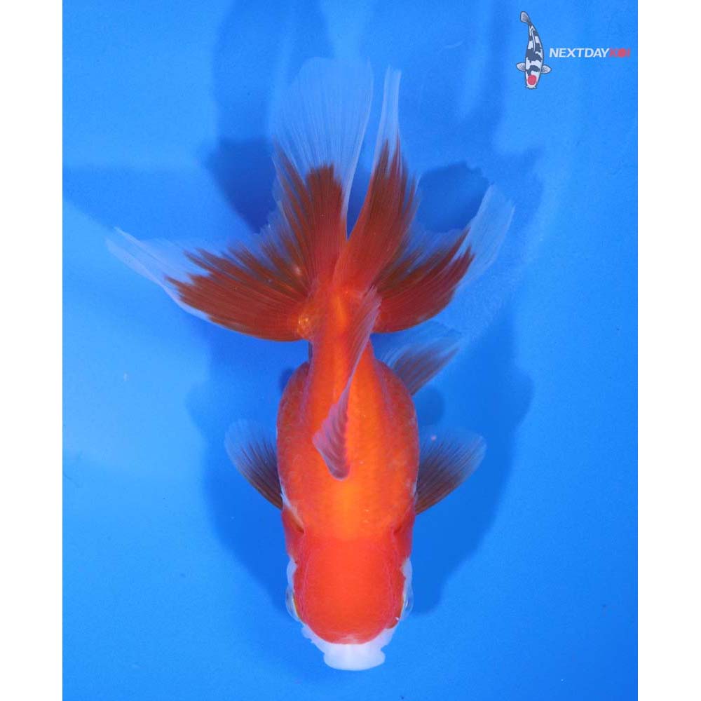 4” Imported Red and White Oranda