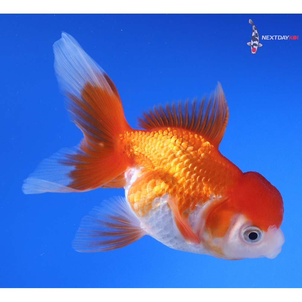 4” Imported Red and White Oranda