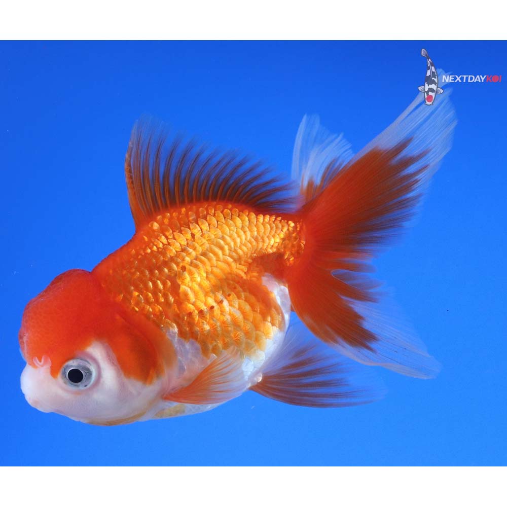 4” Imported Red and White Oranda