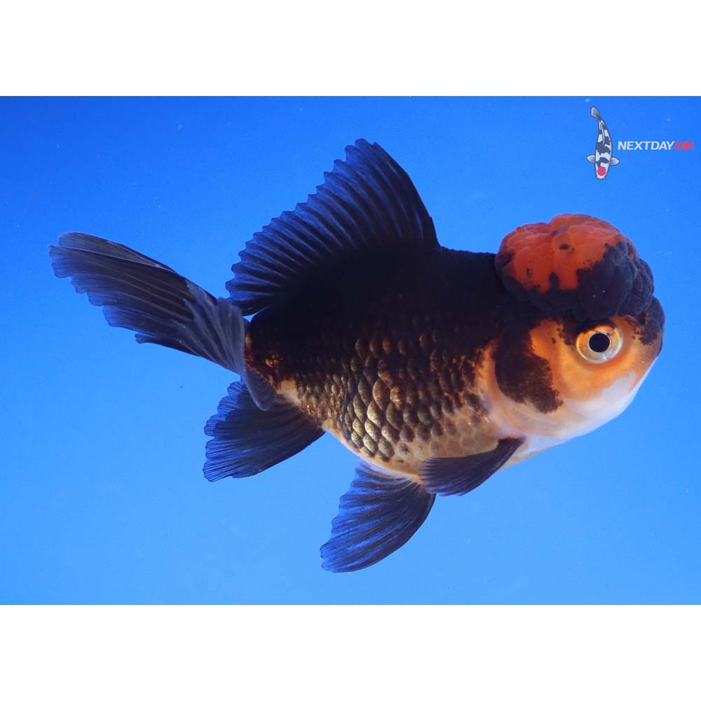 3.5” Imported Red and Black Oranda