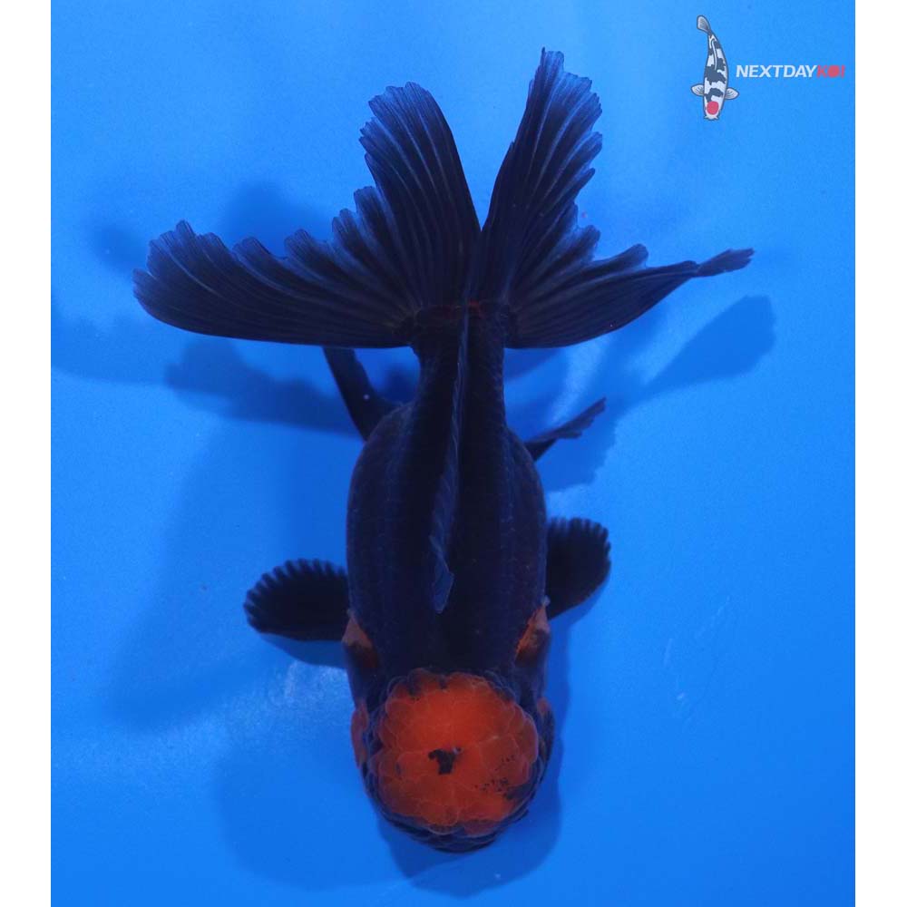 3.5” Imported Red and Black Oranda