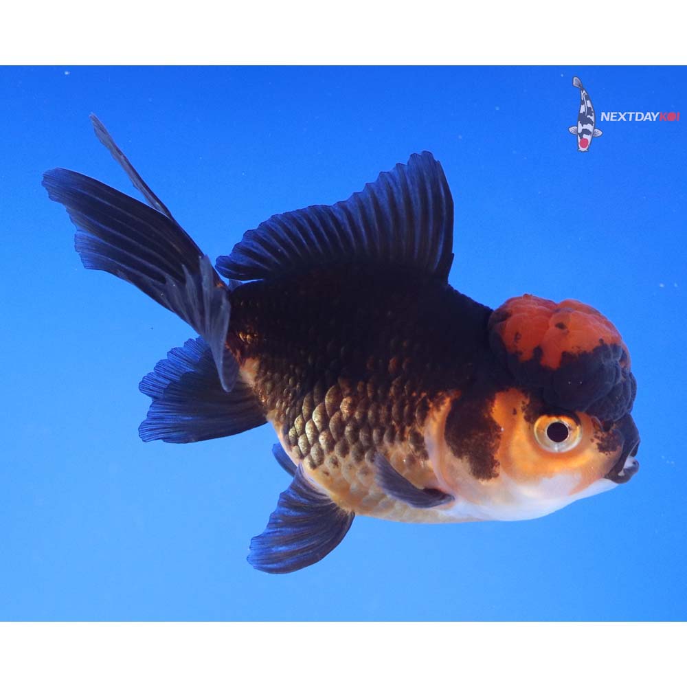 3.5” Imported Red and Black Oranda