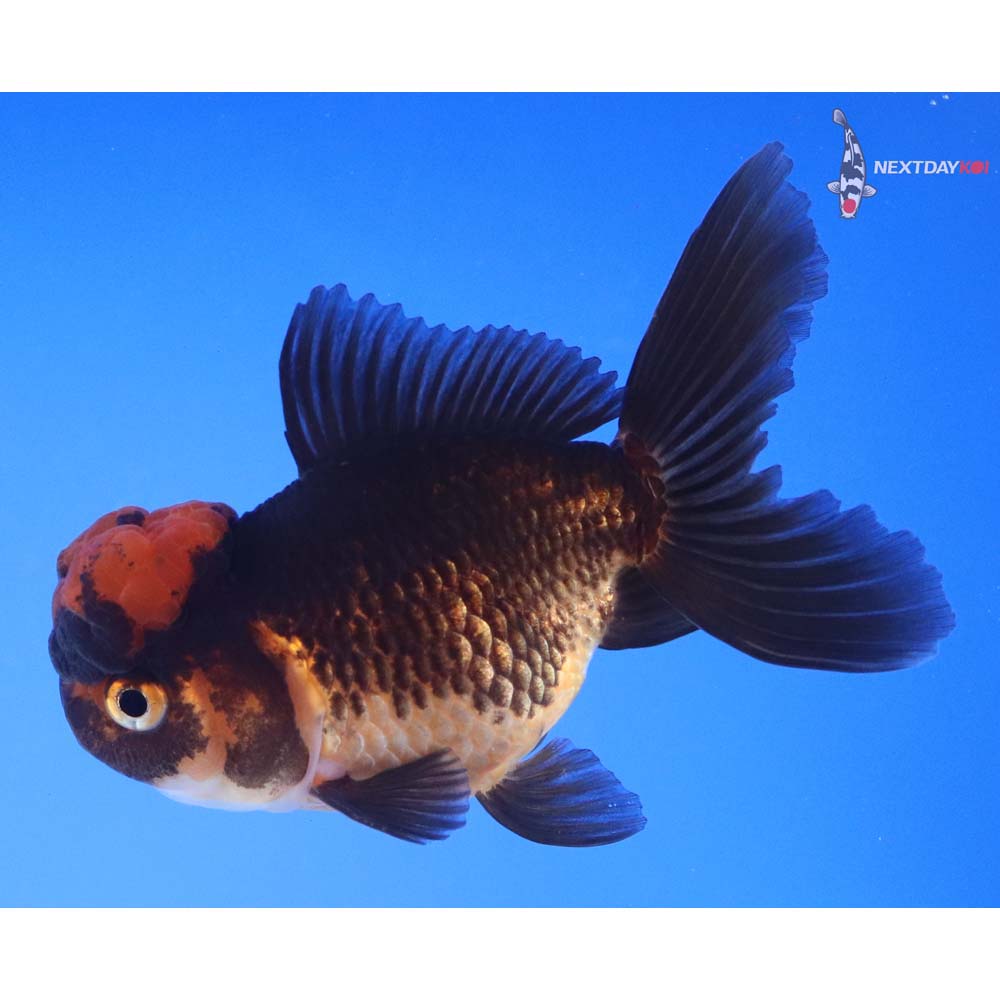 3.5” Imported Red and Black Oranda