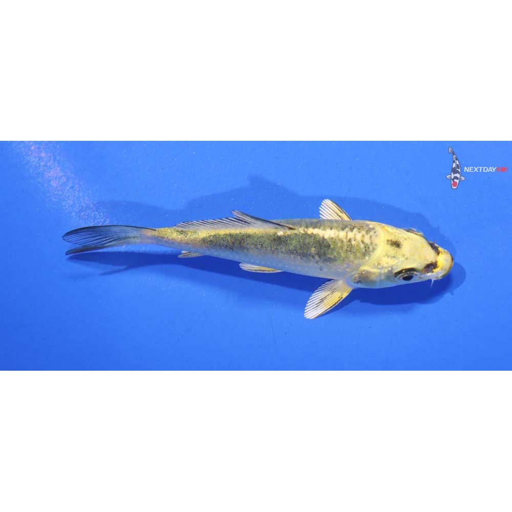 3.5” Imported Ki Bekko