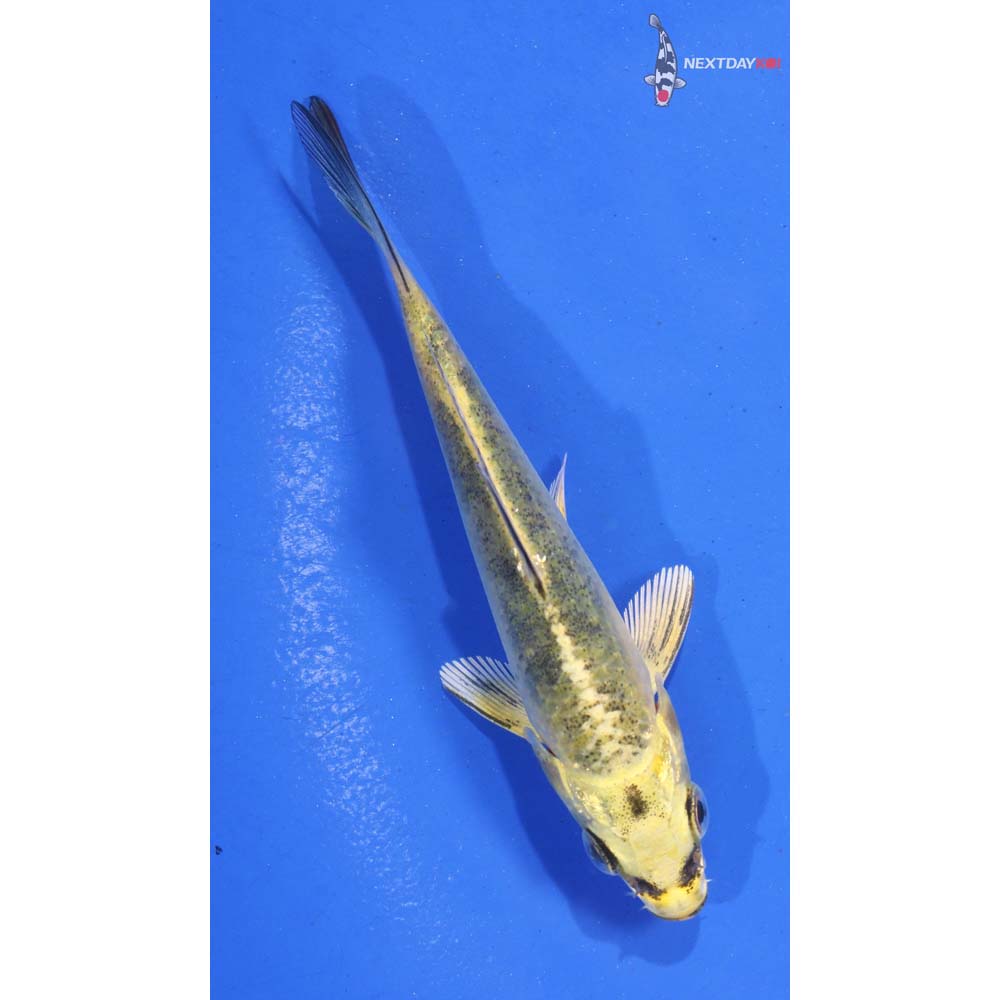 3.5” Imported Ki Bekko