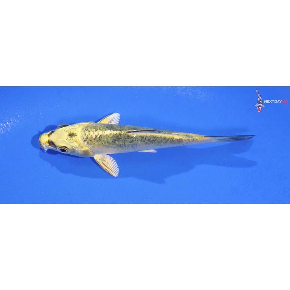 3.5” Imported Ki Bekko