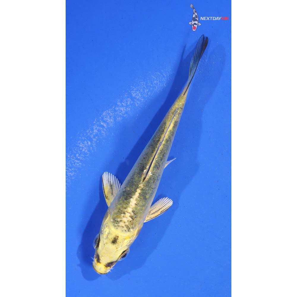 3.5” Imported Ki Bekko
