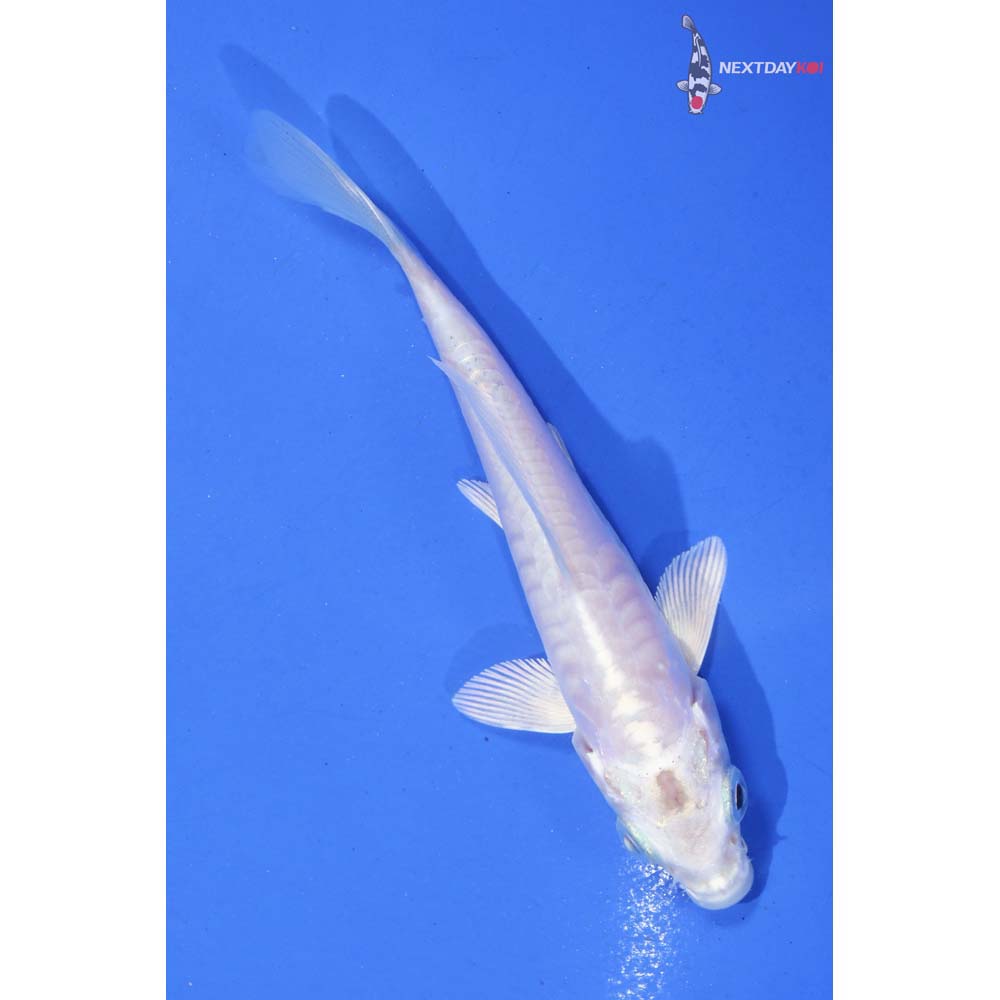 4” Imported Armor Scaled Platinum Ogon