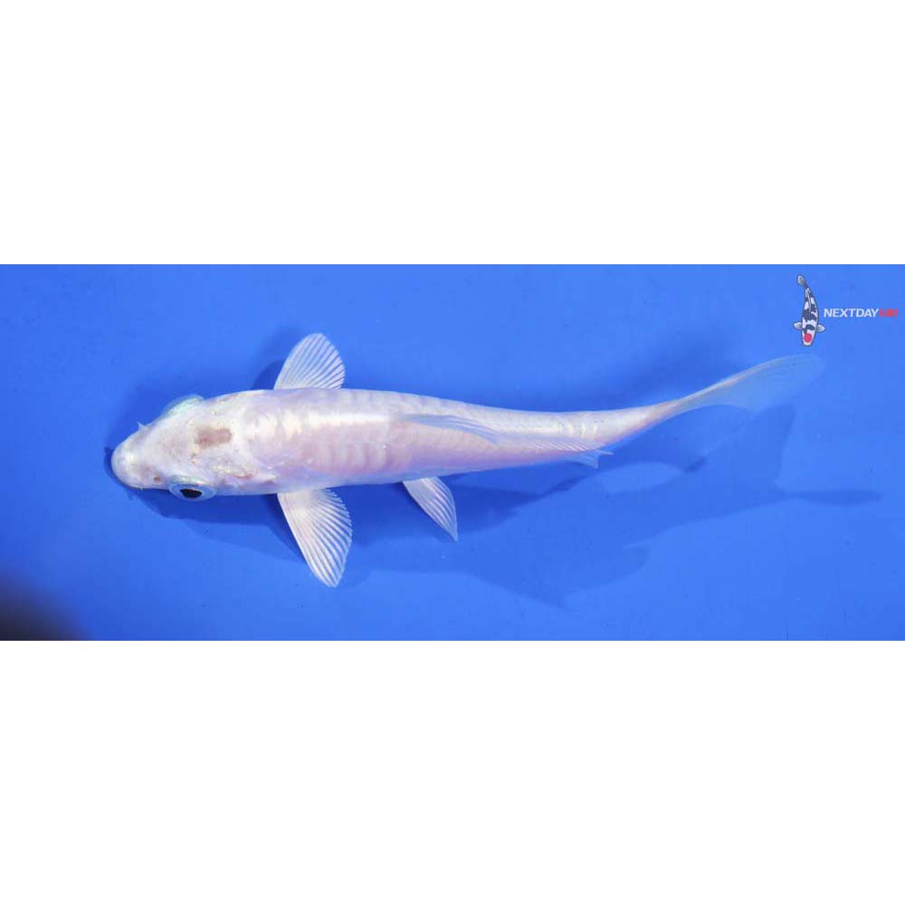 4” Imported Armor Scaled Platinum Ogon