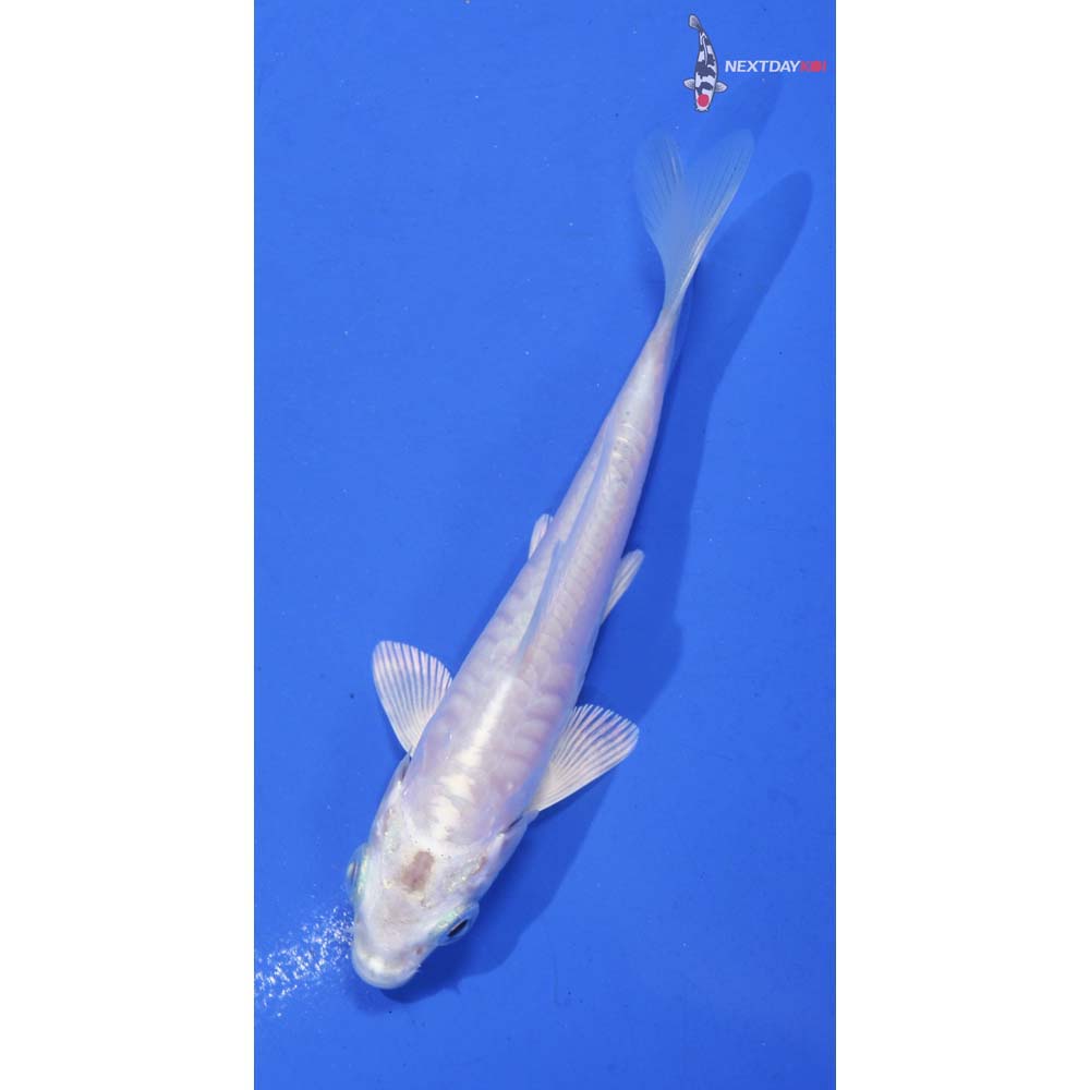 4” Imported Armor Scaled Platinum Ogon